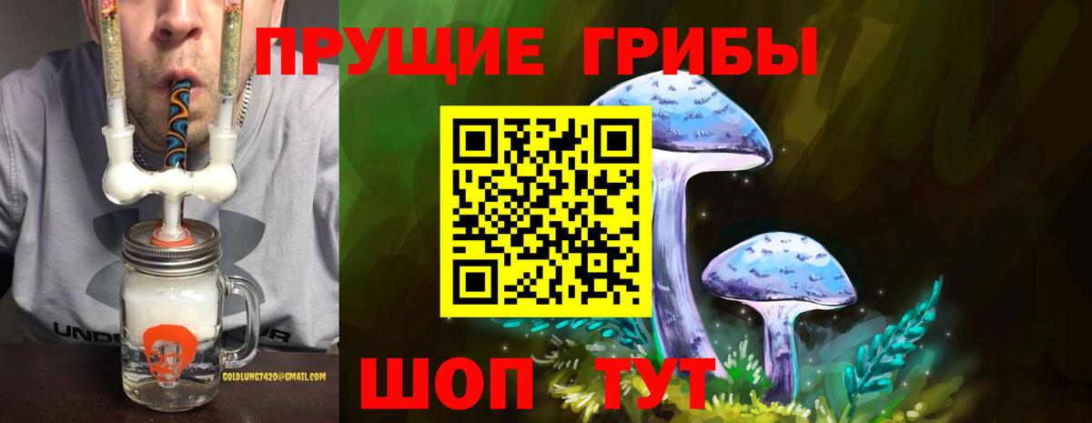 Псилоцибиновые грибы Psilocybine cubensis Полысаево